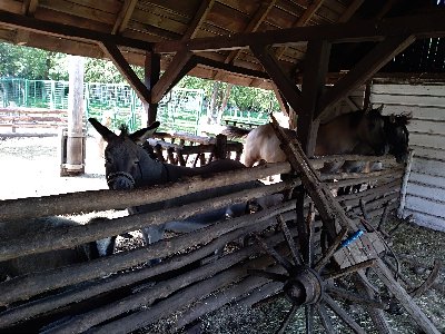 Folwark w filmowym Soplicowie