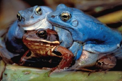 Smerfy i Gargamel.jpg